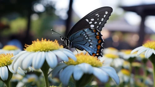 Beautiful Butterfly on Daisy