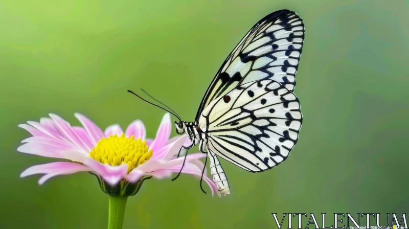 AI ART Black and White Butterfly on Pink Flower - Close-Up Nature Image