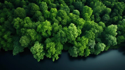 Aerial Green Forest with Vibrant Trees and Lake