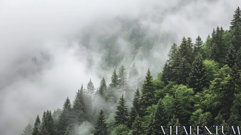 Misty Coniferous Forest Serenity AI Image