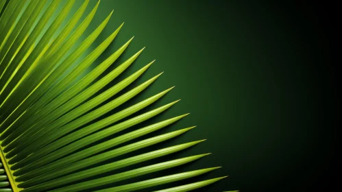 Dark Green Palm Leaf Close-up