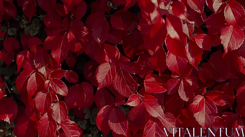 AI ART Red Virginia Creeper Leaves in Fall - Close-up View