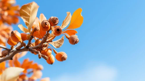Nature's Beauty: Orange Leaves and Brown Nuts on Tree Branch
