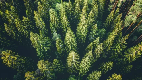 Mysterious Aerial View of Coniferous Forest