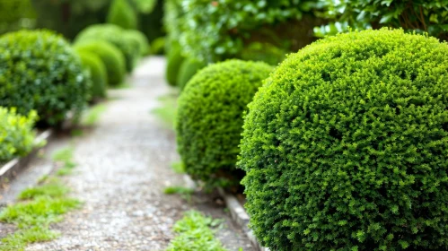 Tranquil Garden Path with Topiary Bushes