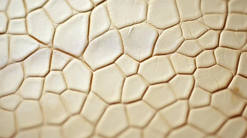 Crocodile Skin Texture Close-Up