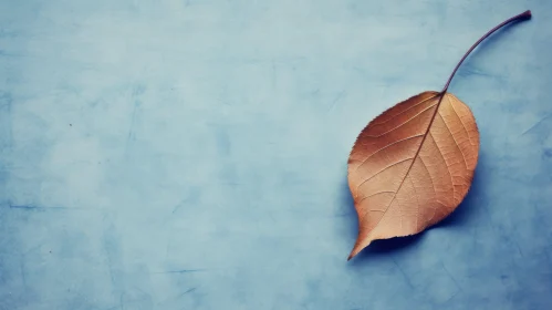 Brown Autumn Leaf on Blue Background
