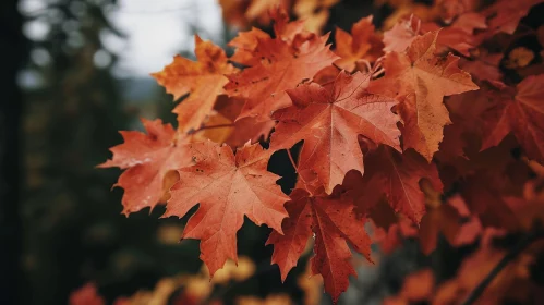 Maple Tree Branch with Red Leaves - Nature Close-up