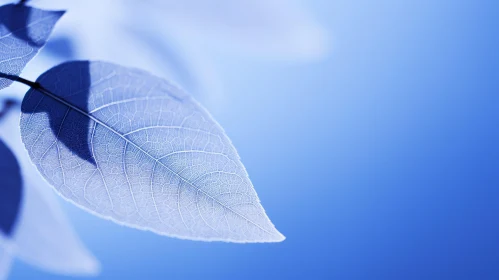 Blue Leaf Close-up on White Background