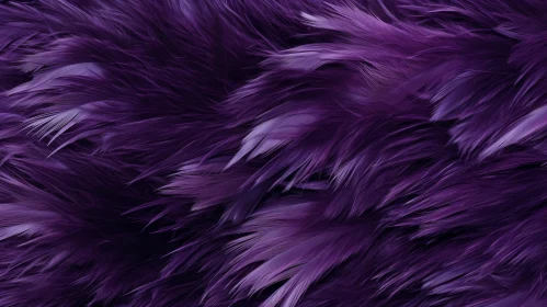Purple Feathers Close-Up on Dark Background