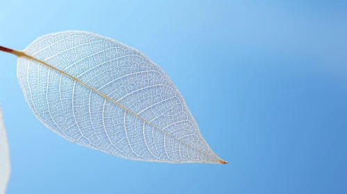 Intricate White Leaf on Blue Background