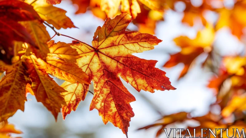 Red Maple Leaf Close-up in Autumn AI Image