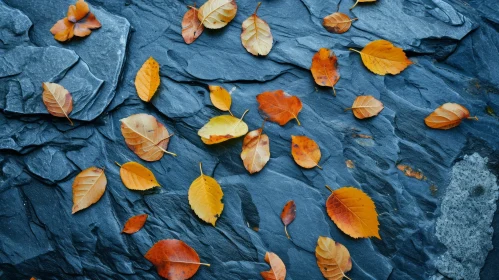 Fallen Autumn Leaves on Dark Blue Slate Rock