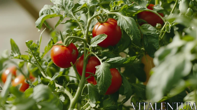 AI ART Fresh Ripe Red Tomatoes in Greenhouse