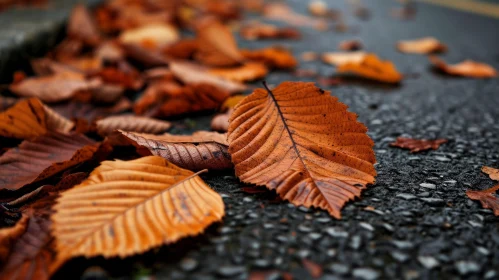 Autumn Leaves on Wet Road - Nature's Transition