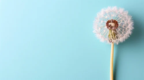 Serenity in Blue - Dandelion Flower Close-up