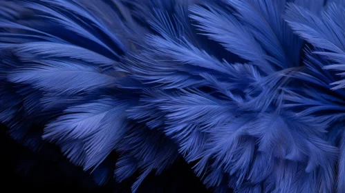 Blue Chicken Feathers Background Texture