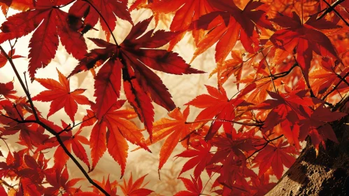 Red Leaves Tree - Nature's Beauty Captured