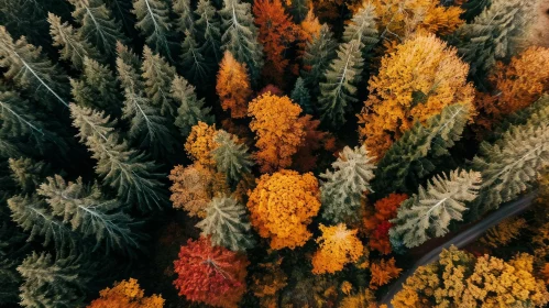 Autumn Forest Aerial View