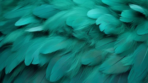 Teal Bird Feathers Close-up Background