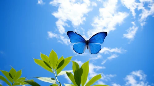 Blue Morpho Butterfly in Flight: Nature's Elegance Revealed