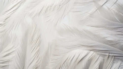 Soft White Feathers - Natural Background
