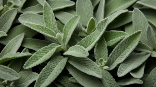 Green Sage Leaves Close-Up | Velvety Texture | Rosette Pattern