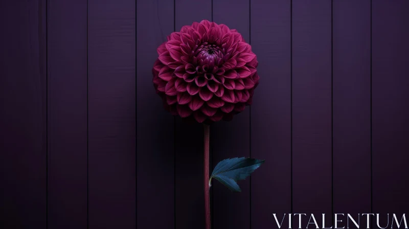 Dark Purple Dahlia Flower Photography AI Image