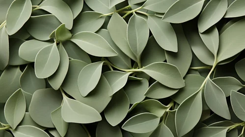 Tranquil Sage Green Leaves Background | Top View Foliage