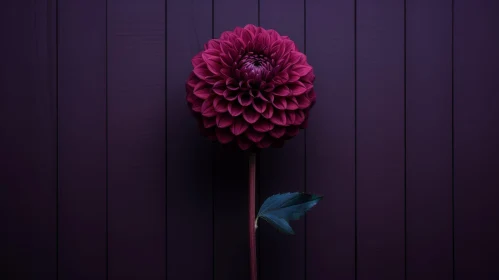 Dark Purple Dahlia Flower Photography