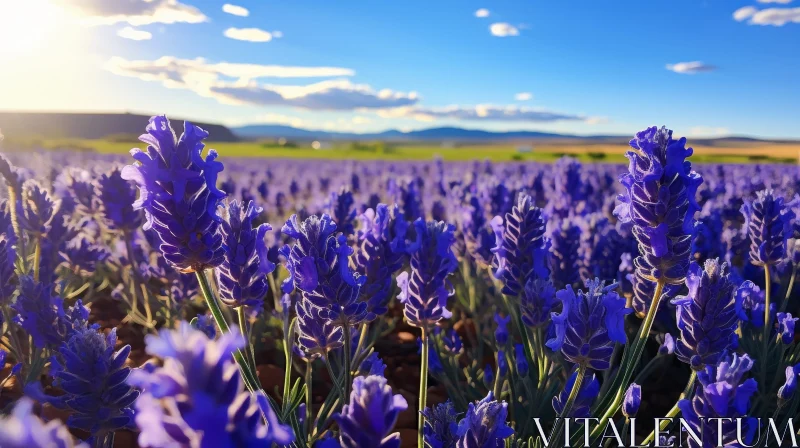 Serene Lavender Flower Field Under Blue Sky AI Image