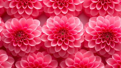 Pink Dahlia Flowers Close-Up