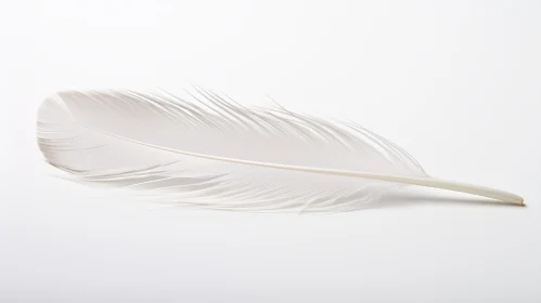 White Feather on Background