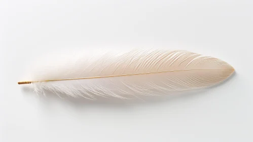 Elegant Ostrich Feather - White and Gold