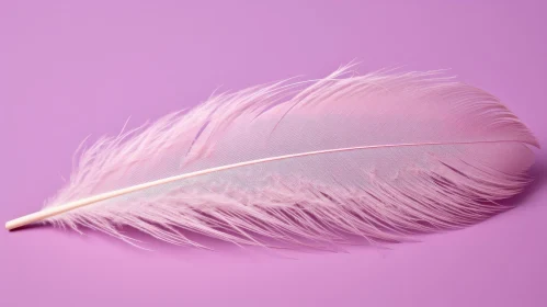 Pink Feather on Pink Background - Beauty and Simplicity
