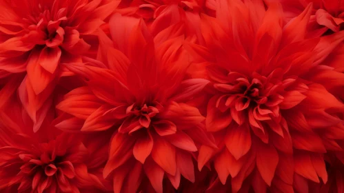 Red Dahlia Flowers Close-Up - Studio Shot