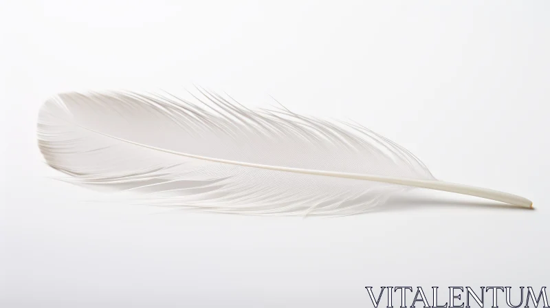 AI ART White Feather on Background