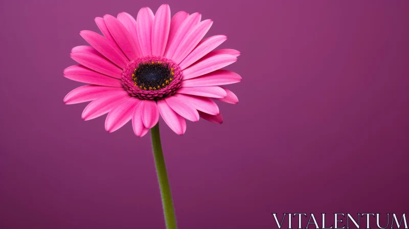Pink Gerbera Daisy Close-up on Pink Background AI Image