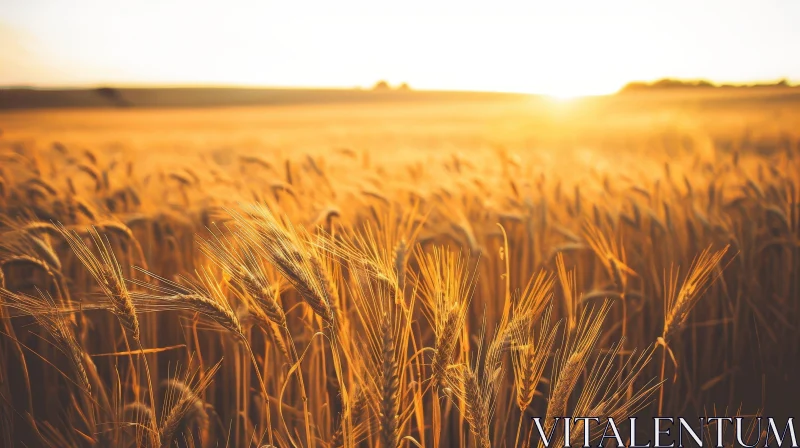 AI ART Golden Wheat Field in Bright Sunlight - Tranquil Nature Scene