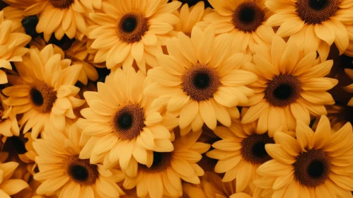 Sunflower Field Bloom Spiral Close-up View