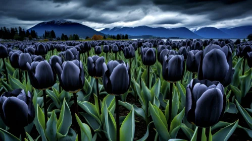 Black Tulip Field with Mountains: Nature's Contrast