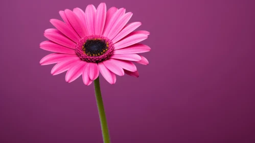 Pink Gerbera Daisy Close-up on Pink Background