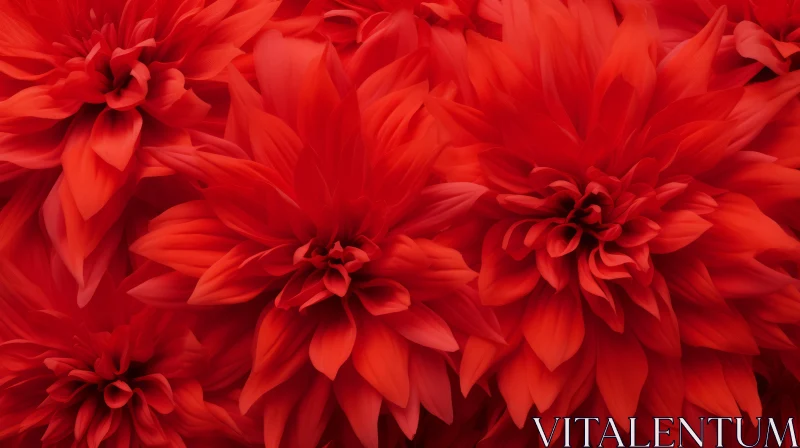 AI ART Red Dahlia Flowers Close-Up - Studio Shot