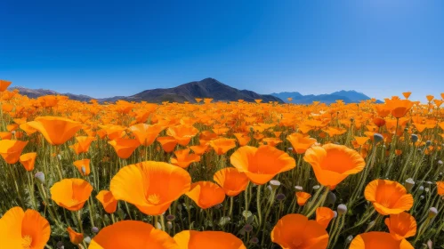 Scenic Field of California Poppies and Mountains