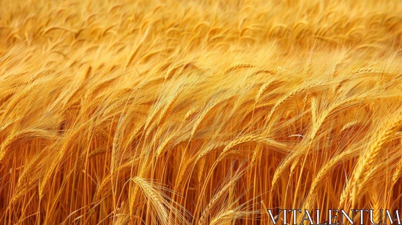 Golden Wheat Field Close-Up: Ready for Harvest AI Image