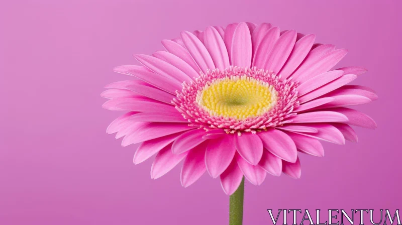 Pink Gerbera Daisy Close-Up in Full Bloom AI Image