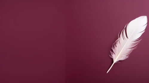 White Feather on Burgundy Background