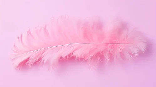 Elegant Pink Feather on Smooth Background
