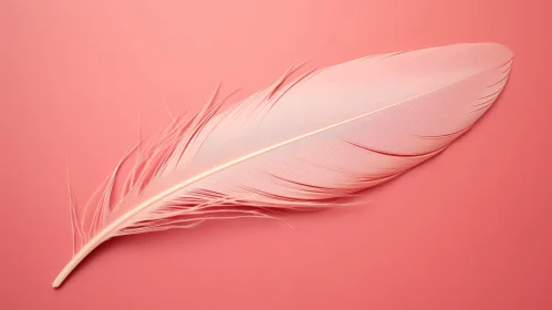 Pink Feather on Pink Background