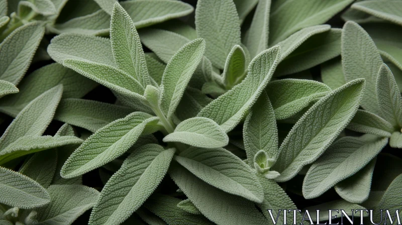 Green Sage Leaves Close-Up | Velvety Texture | Rosette Pattern AI Image